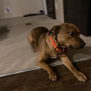 Meet your Posher, Bentley